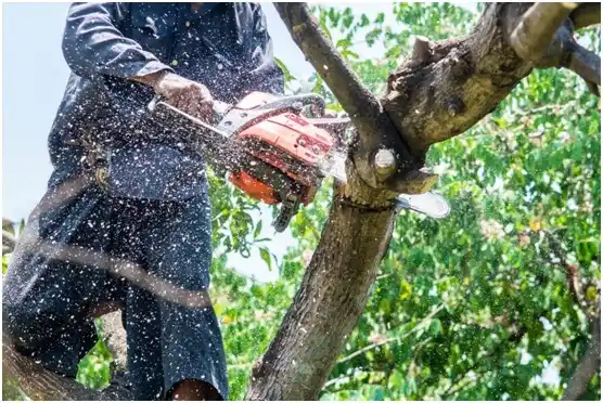 tree services Lake Holiday